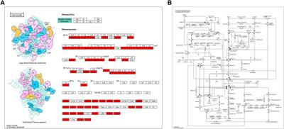 Comprehensive analysis of lysine lactylation in Frankliniella occidentalis